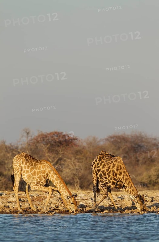 South African giraffes (Giraffa camelopardalis giraffa)
