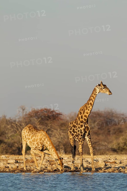 South African giraffes (Giraffa camelopardalis giraffa)