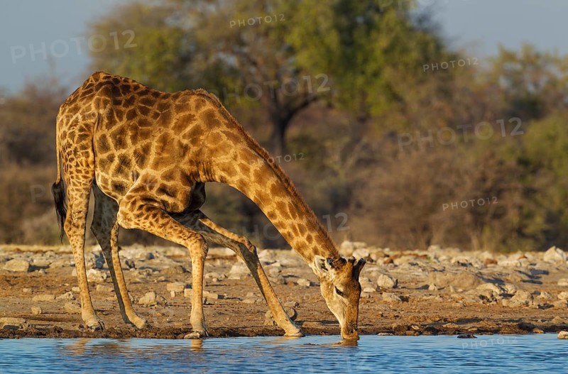 South African giraffe (Giraffa camelopardalis giraffa) male drinking at waterhole