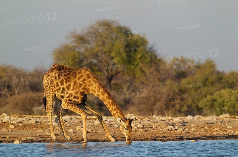 South African giraffe (Giraffa camelopardalis giraffa) male drinking at waterhole