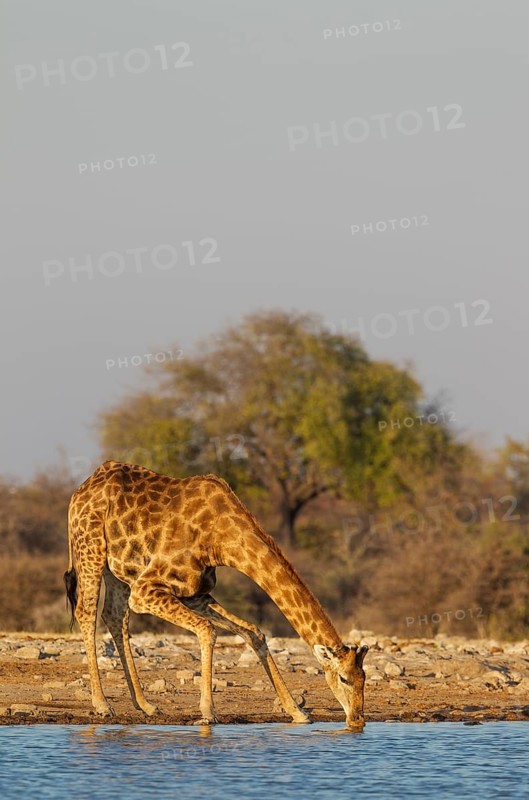 South African giraffe (Giraffa camelopardalis giraffa) male drinking at waterhole