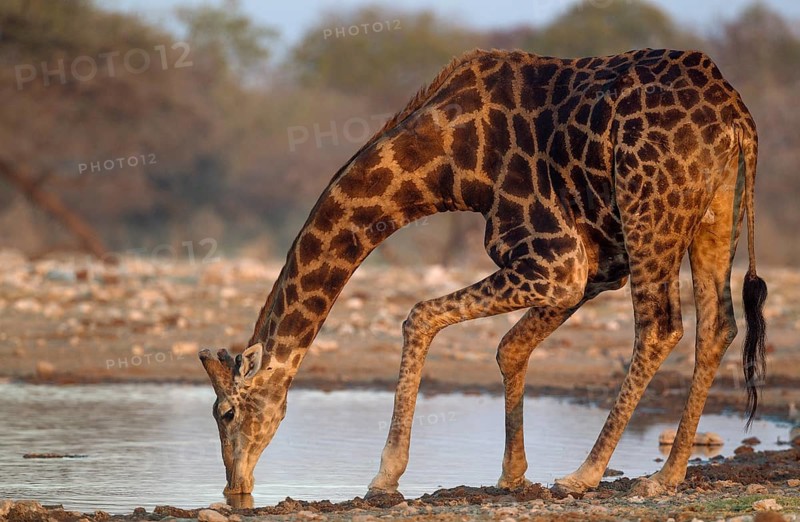 South African giraffe (Giraffa camelopardalis giraffa) male drinking at waterhole