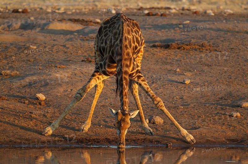 South African giraffe (Giraffa camelopardalis giraffa) male drinking at waterhole