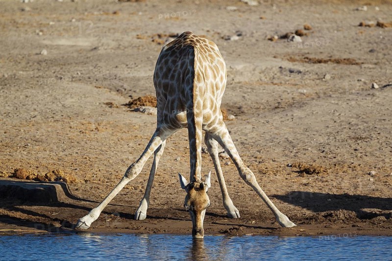 South African giraffe (Giraffa camelopardalis giraffa) female drinking at waterhole