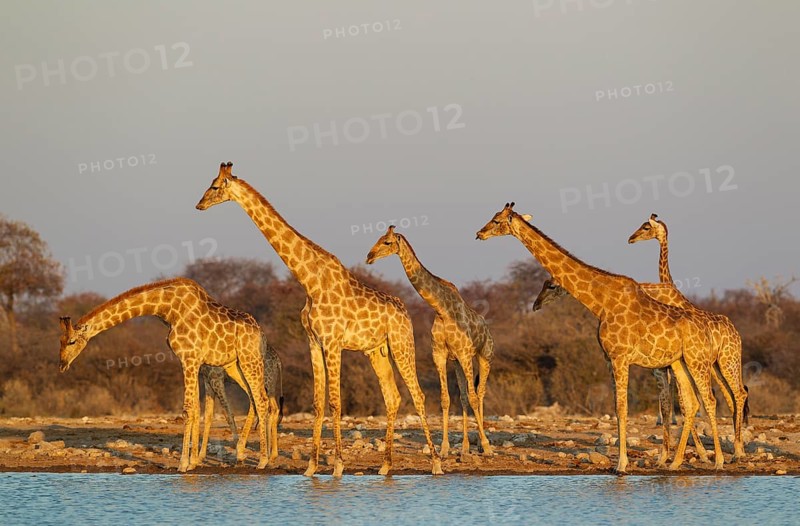 South African giraffes (Giraffa camelopardalis giraffa) meeting at waterhole