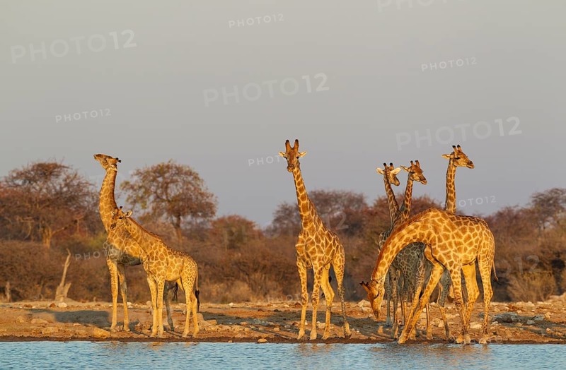 South African giraffes (Giraffa camelopardalis giraffa) meeting at waterhole