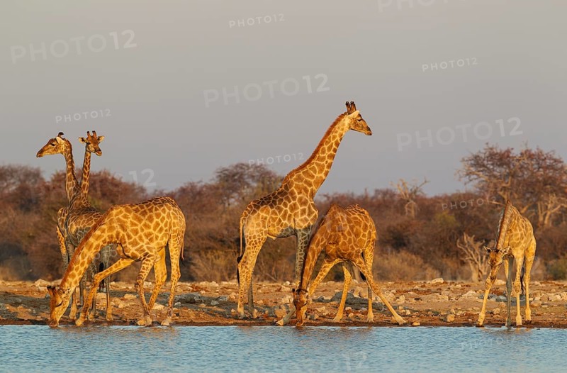 South African giraffes (Giraffa camelopardalis giraffa) meeting at waterhole