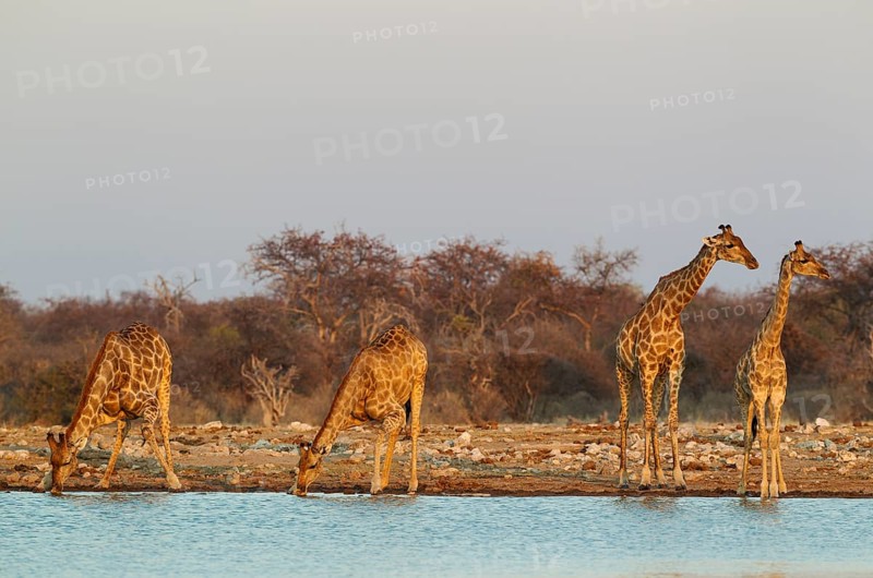 South African giraffes (Giraffa camelopardalis giraffa)