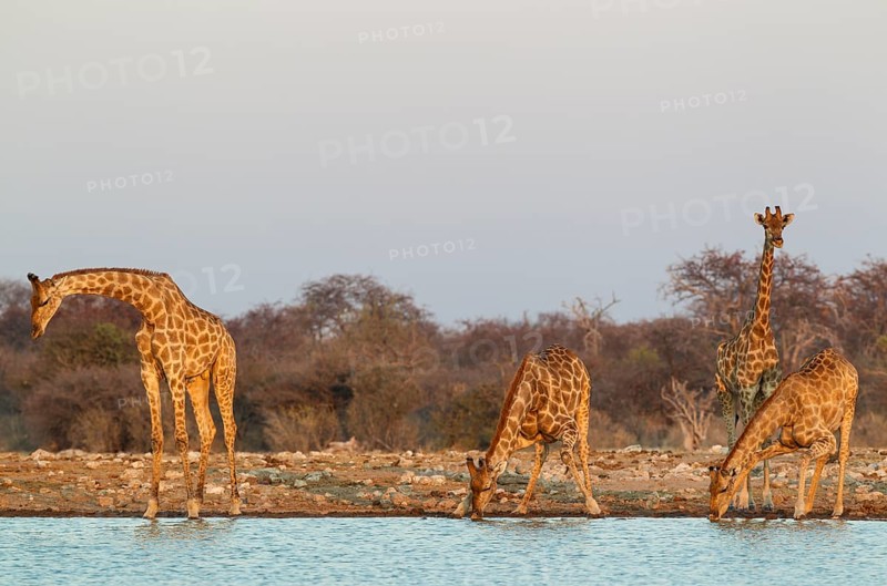 South African giraffes (Giraffa camelopardalis giraffa)