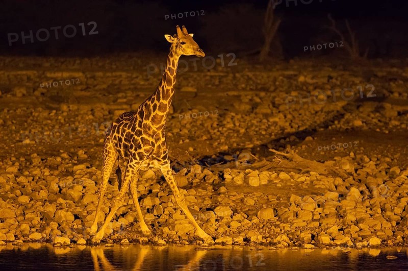 South African giraffe (Giraffa camelopardalis giraffa) male at floodlit waterhole of Okaukuejo Camp during night