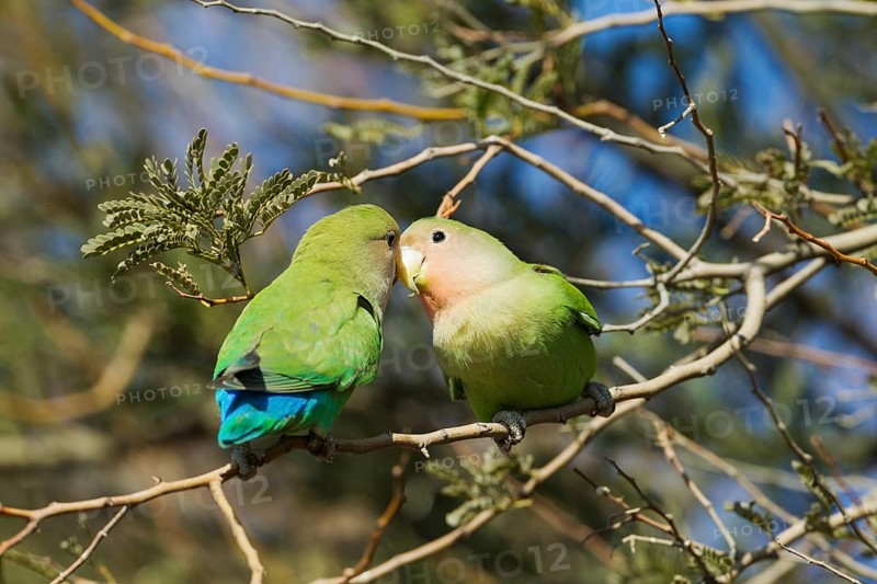 Rosy-faced lovebirds (Agapornis roseicollis)