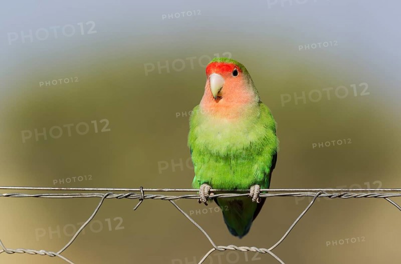 Rosy-faced lovebird (Agapornis roseicollis) adult on wire fence