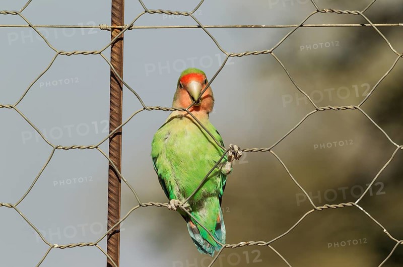 Rosy-faced lovebird (Agapornis roseicollis) adult