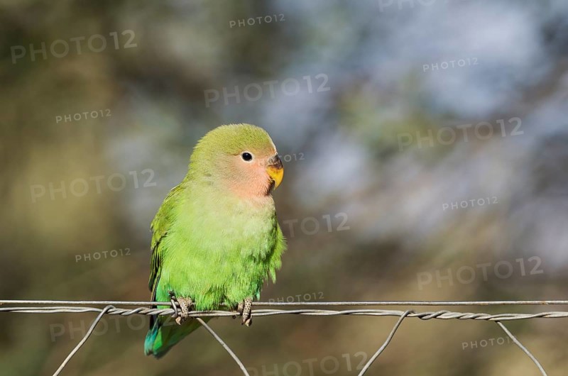 Rosy-faced lovebird (Agapornis roseicollis) juvenile on wire fence
