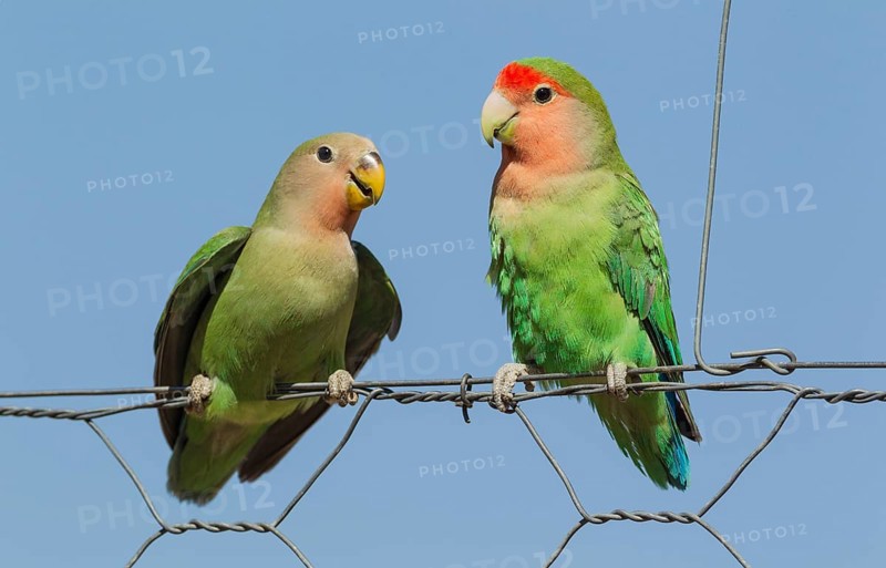 Rosy-faced lovebirds (Agapornis roseicollis)