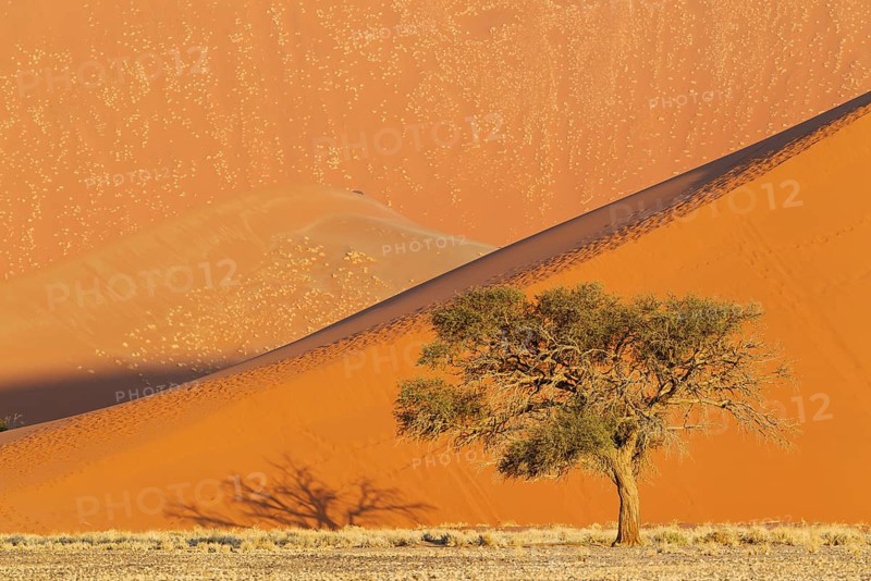 Camel thorn tree (Acacia erioloba) and sand dunes in the evening in the Namib Desert