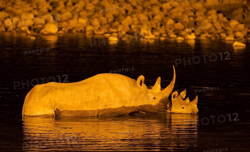 Black rhinoceros or hook-lipped rhinoceros (Diceros bicornis) cow with calf at floodlit waterhole of Okaukuejo Camp during night