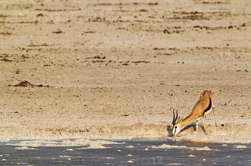 Springbok (Antidorcas marsupialis)