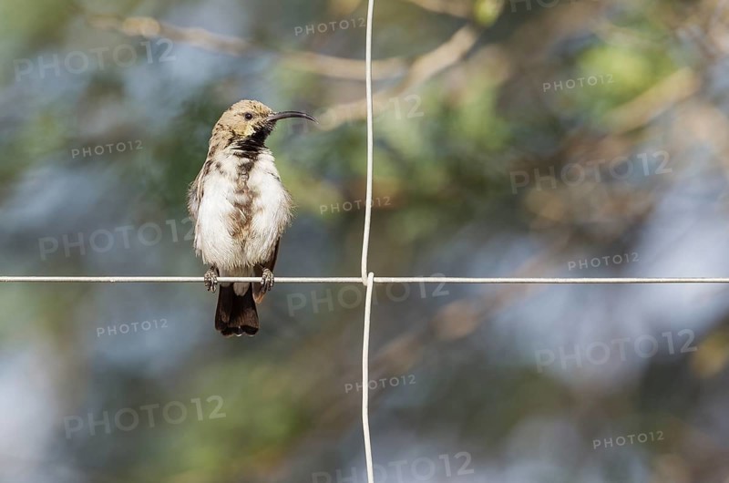 Dusky sunbird (Cinnyris fuscus)