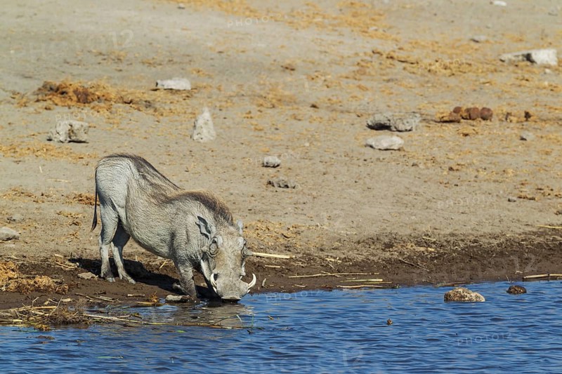 Warthog (Phacochoerus aethiopicus)