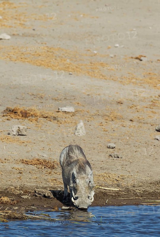 Warthog (Phacochoerus aethiopicus)