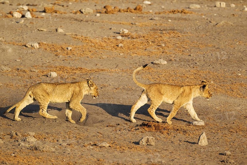 Lions (Panthera leo)