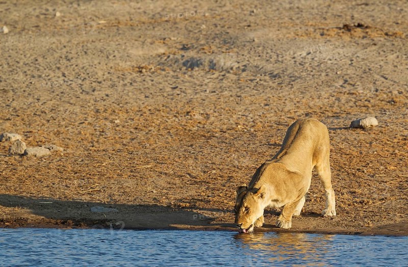 Lion (Panthera leo)