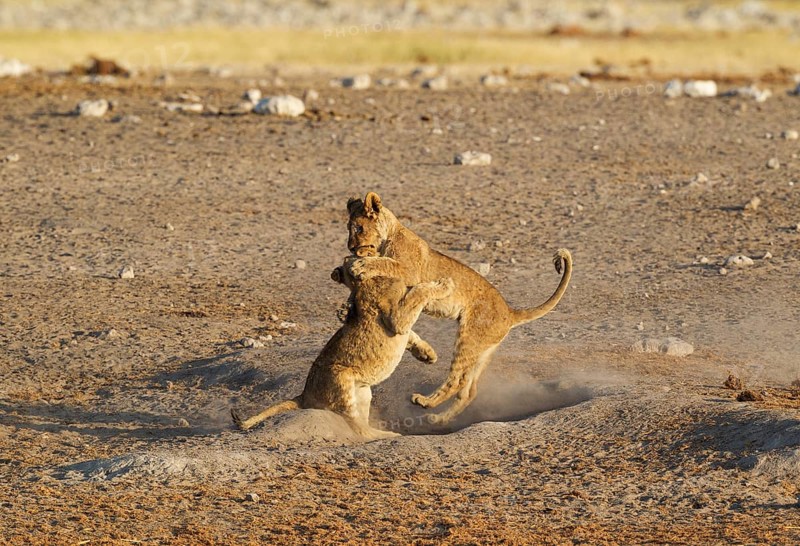 Lions (Panthera leo)