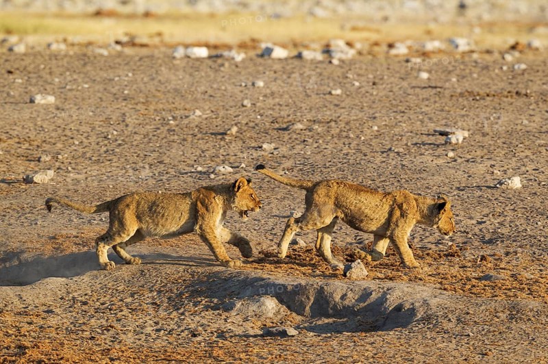 Lions (Panthera leo)