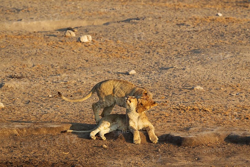 Lions (Panthera leo)