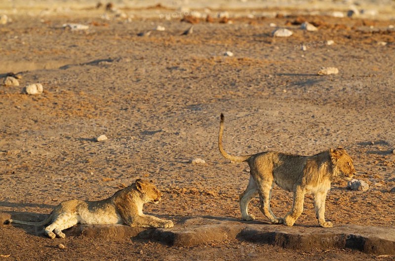 Lions (Panthera leo)
