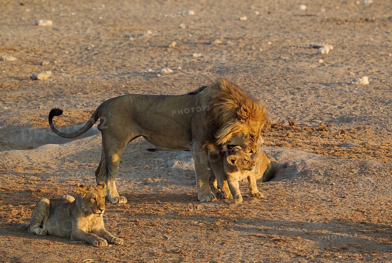 Lion (Panthera leo)