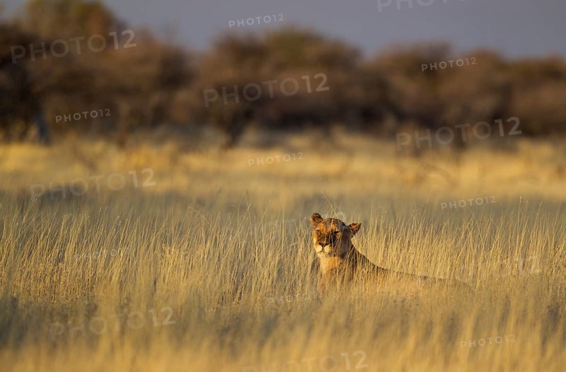 Lion (Panthera leo)