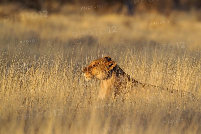 Lion (Panthera leo)