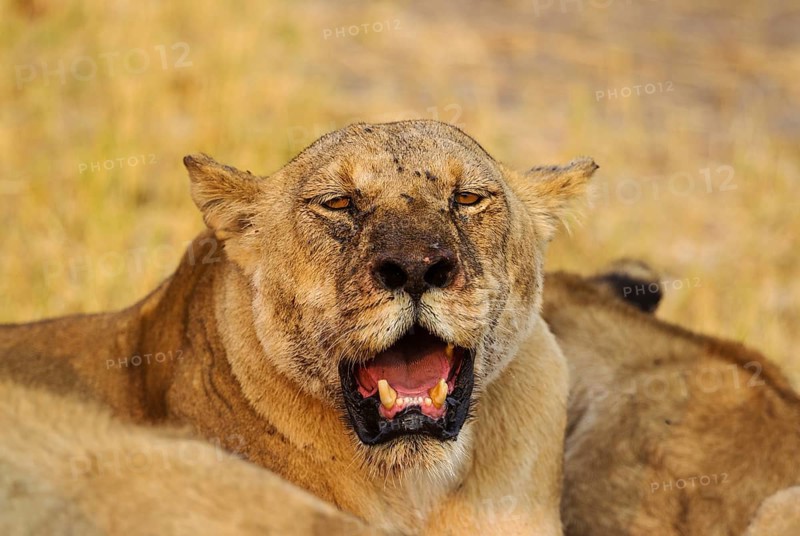 Lion (Panthera leo)