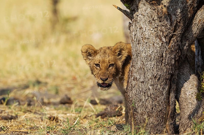 Lion (Panthera leo)