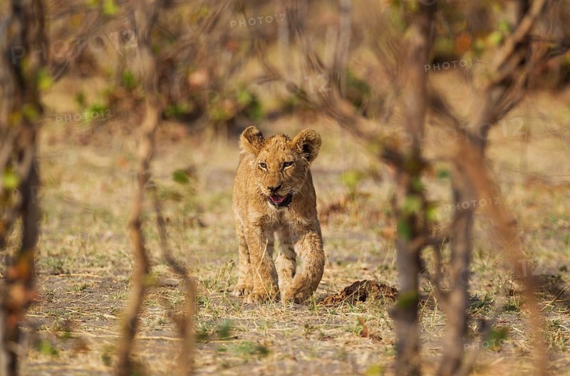 Lion (Panthera leo)