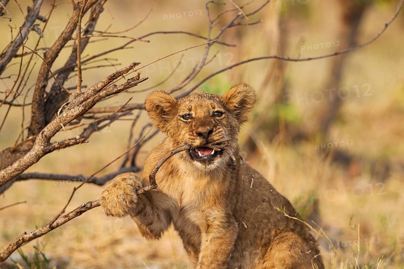 Lion (Panthera leo)
