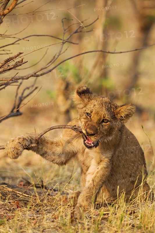 Lion (Panthera leo)