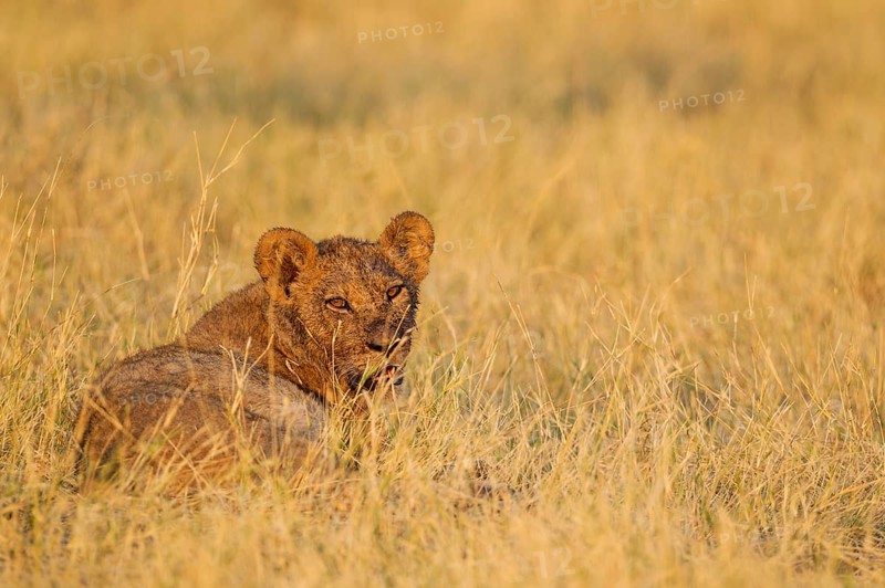 Lion (Panthera leo)
