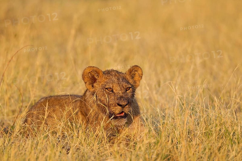 Lion (Panthera leo)