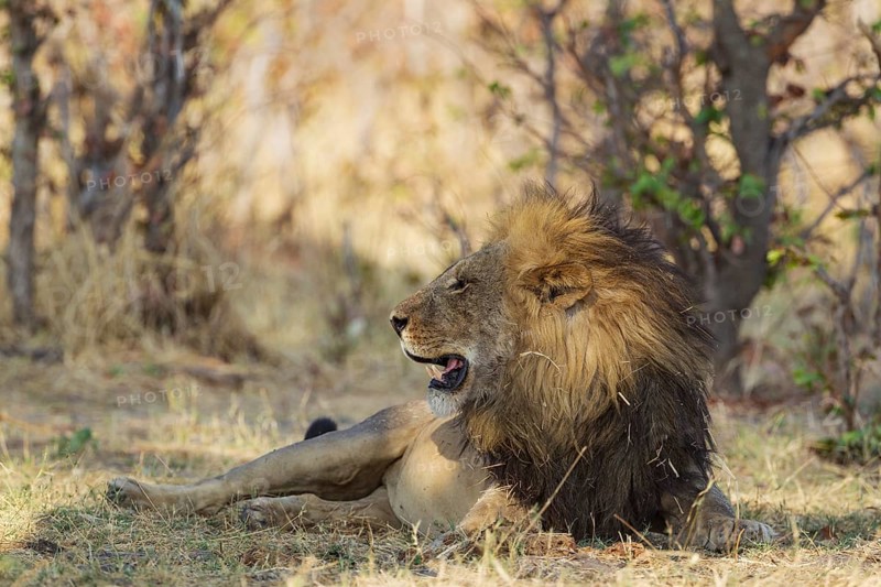 Lion (Panthera leo)