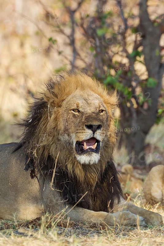 Lion (Panthera leo)