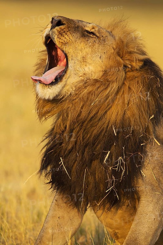 Lion (Panthera leo)