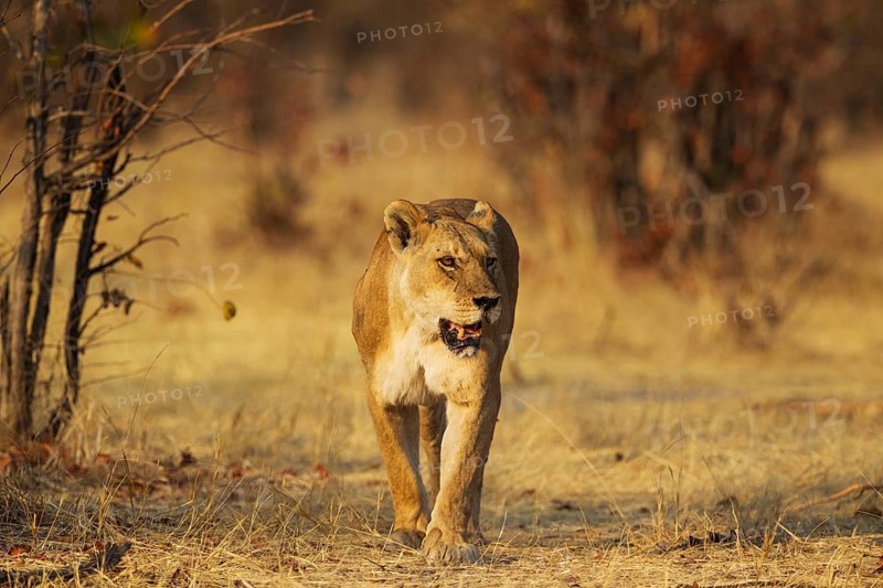 Lion (Panthera leo)