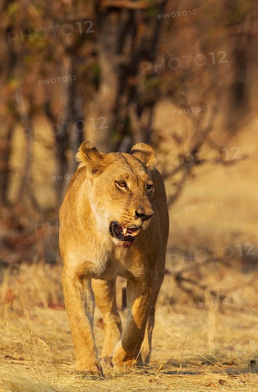 Lion (Panthera leo)
