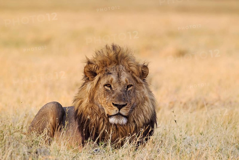 Lion (Panthera leo)