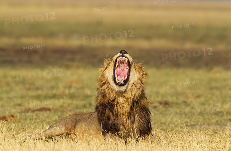 Lion (Panthera leo)