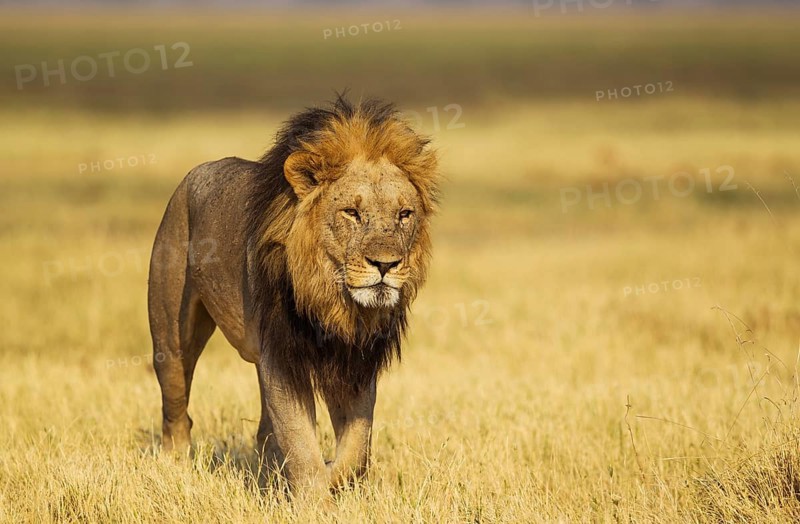 Lion (Panthera leo)