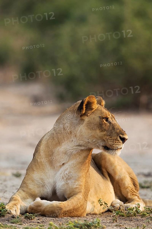 Lion (Panthera leo)